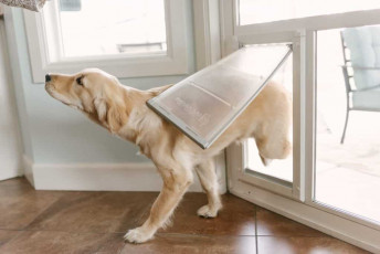 Dog Door for Sliding Glass Doors and Windows In Use