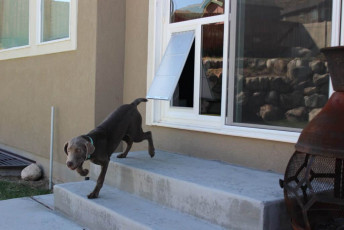 Best Pet Door for Sliding Glass Doors and Windows