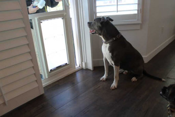 Energy Efficient Pet Doors for Sliding Glass