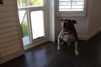 Contact Pet Door Products in Salt Lake City, Utah