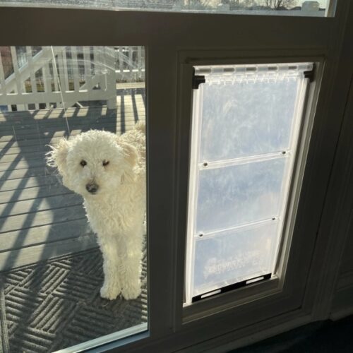 What Size Pet Door Do You Need? Easy Sizing Guide