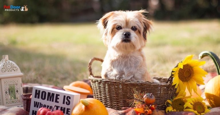 Top Reasons to be Thankful for Dogs