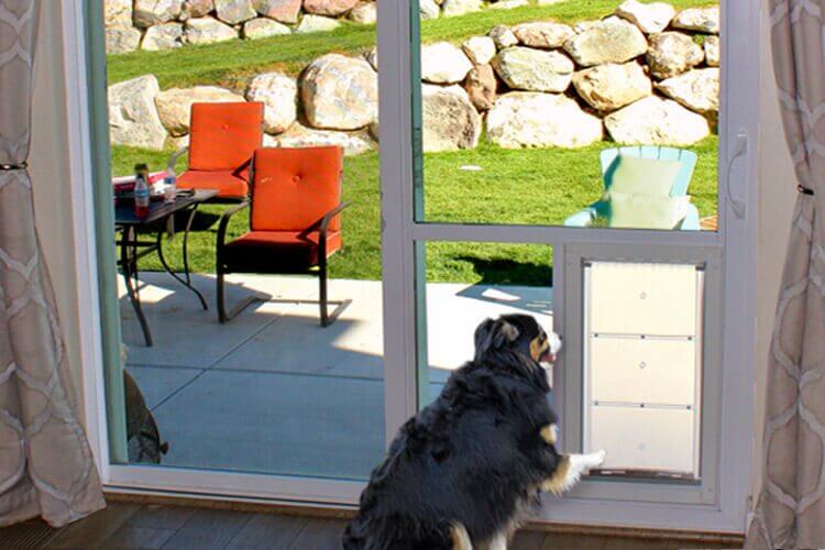 Dog door in wall with outlet sensor