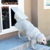 Dog using a pet door for sliding glass doors - Pet Door Products