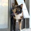 Independent Happy Cat Using Sliding Glass Door - Pet Door Products