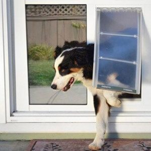 Dog using pet door - Doggy Doors for Glass