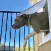 Dog using a sliding glass pet door photo - Pet Door Products