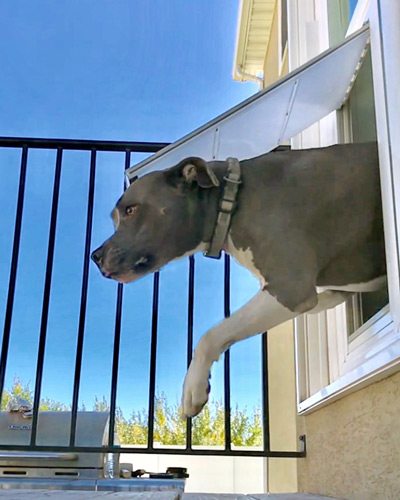 Dog using a sliding glass pet door photo - Pet Door Products