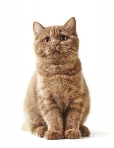 Brown Cat - Independence for You and Your Pet - Call Pet Door Products Expertise For Further Details