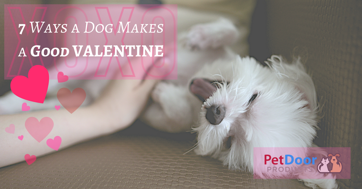 Valentines Day and Dogs - Pet Door Products - The Gift of Freedom