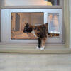 A Cat Coming Out From Flap Window - Window Pet Door At Pet Door Products
