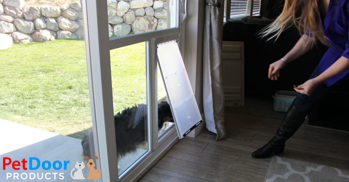How to Train a Dog or Cat to Use a Pet Door - Pet doors for sliding glass doors and windows - Train cat to use a pet door