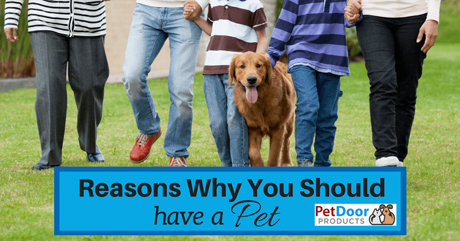 Reasons Why You Should Have a Pet
