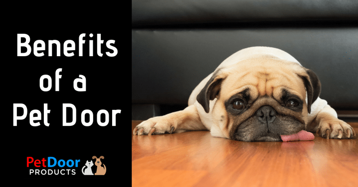 Benefits of a Pet Door - Pet Door Products in Salt Lake City, Utah