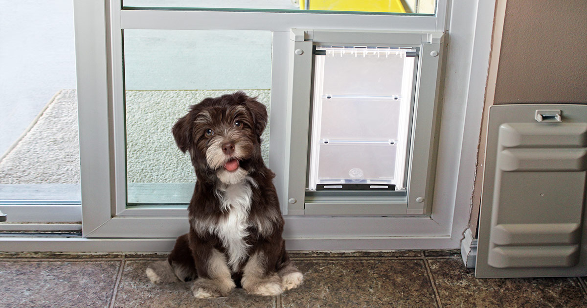 Small dog sitting by a Pet door