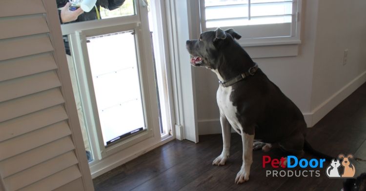 Dog in front of Pet Door - Top Four Signs It's Time To Get A Pet Door