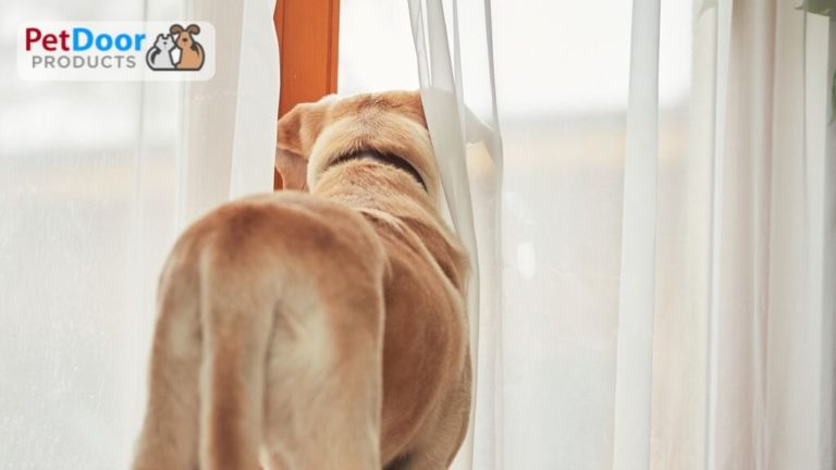 Dog looking outside - Energy Bills Going Up? It Could Be Your Doggy Door