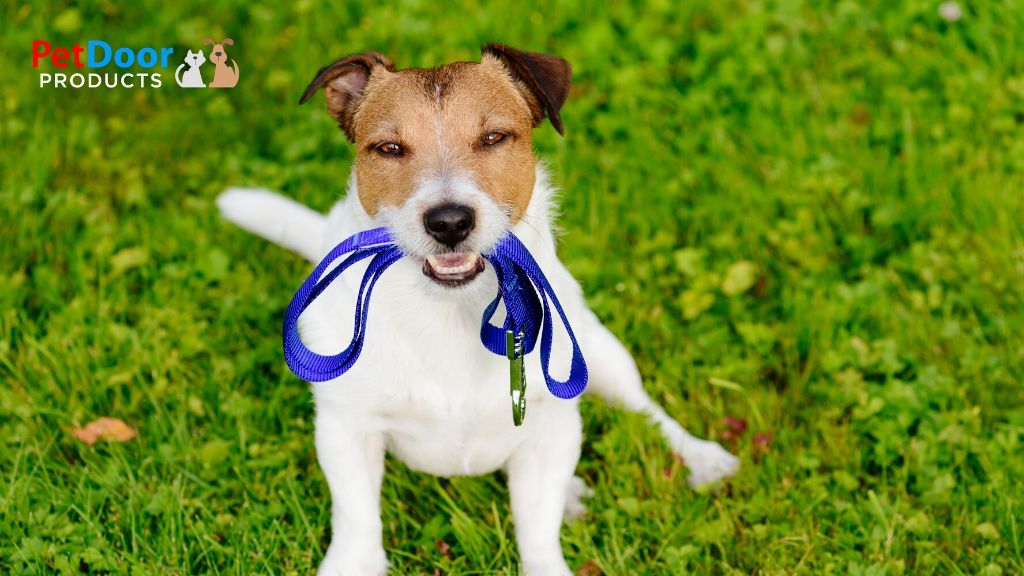 Dog with leash - End Bad Pet Behavior as Soon as It Starts