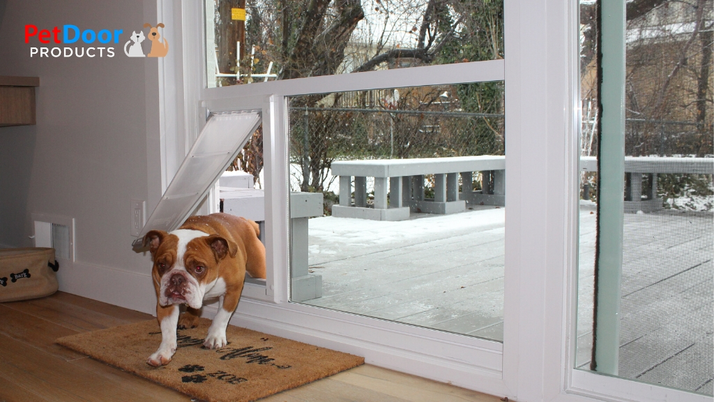 Bulldog using a doggy door - 5 Ways to Keep Your Dog Active in Winter