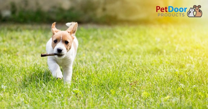 Puppy Running -  Springtime Safety Tips for Your Dog