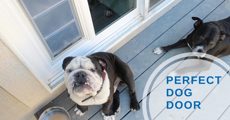 Secret to a Perfect Doggie Door- Pet Door Products Utah