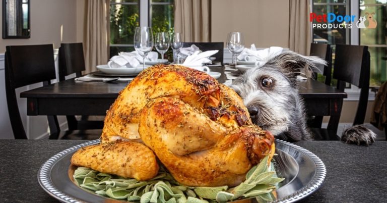 Dog Trying To Steal Turkey