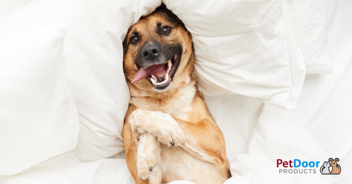 Happy Dog Cozy on a Bed