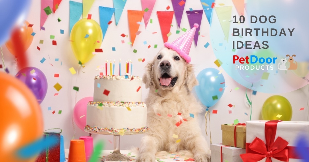 Happy Dog on His Birthday