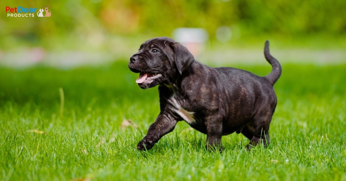 How To Start Walking And Training A Puppy