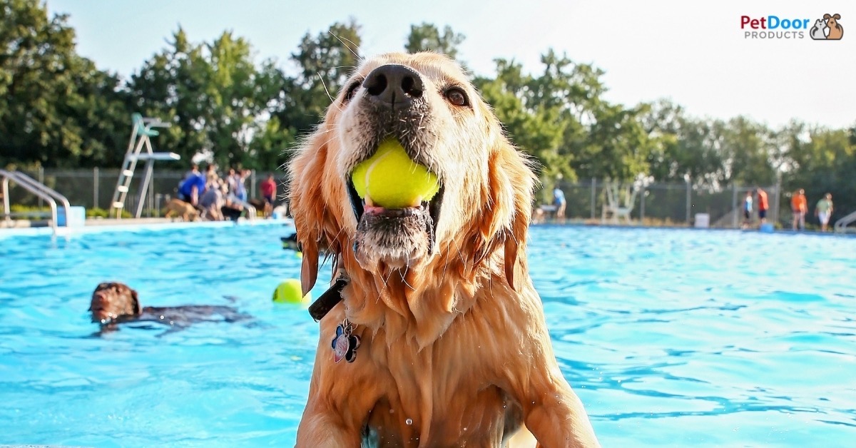 Active Dog Playing Fetch in the Pool
