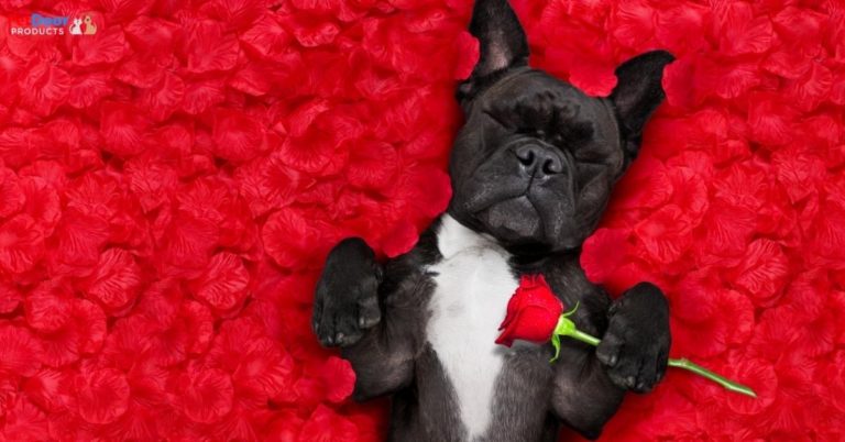 Valentine’s Day Pet Dog