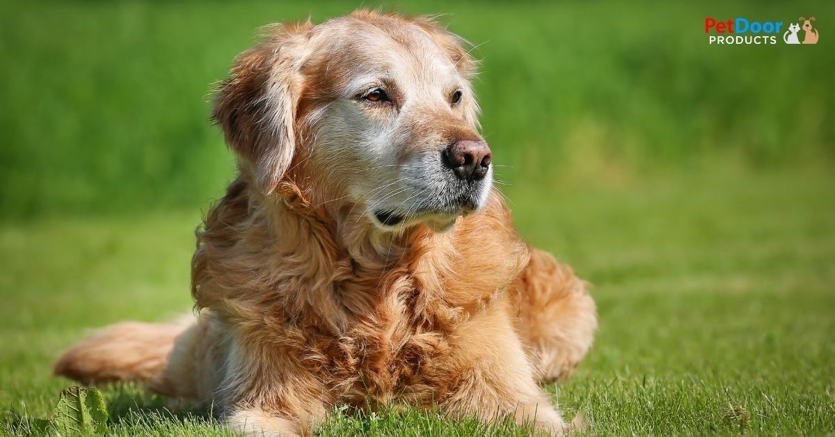 Learn More About Caring for a Senior Dog - Buy a Pet Door Today