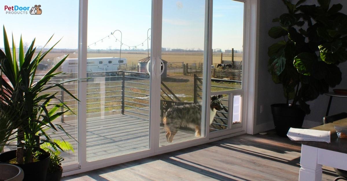 Pros and Cons of Dog Door - Are Dog Doors a Good Idea?