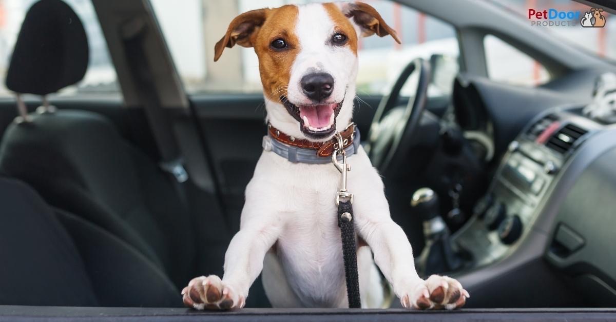 5 Tips for Road Trip With Dog