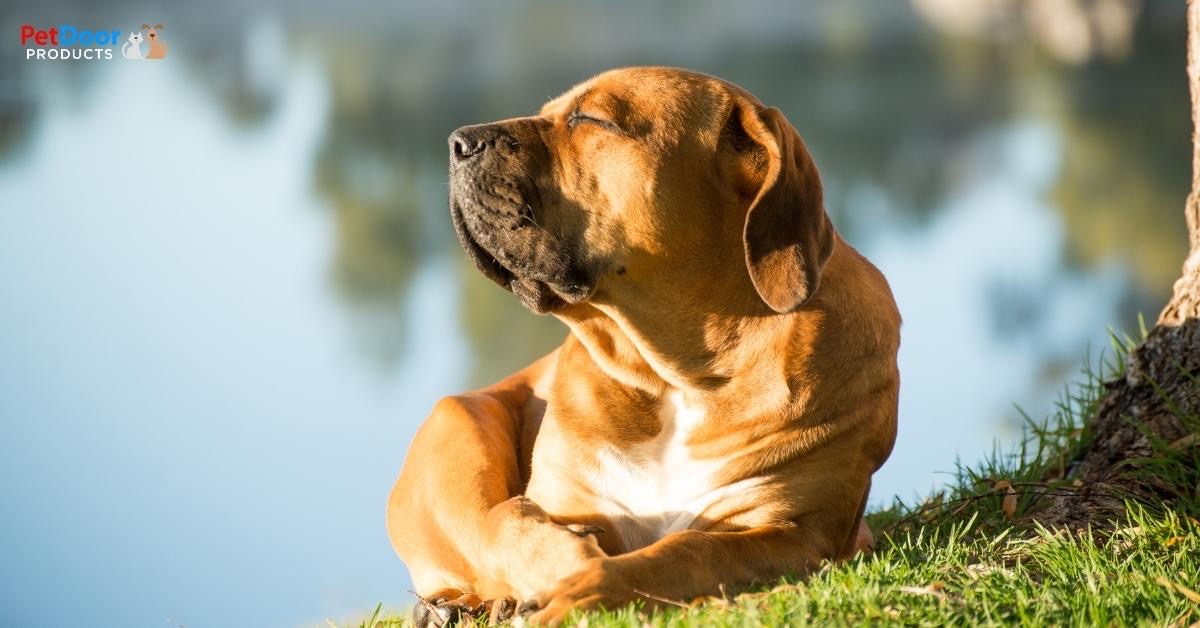 7 Tips to Keep Your Dog Safe in the Summer Heat