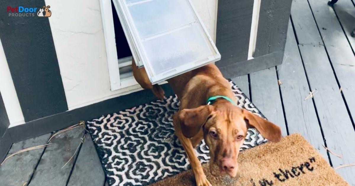 12 Dog Door Facts - Best Dog Door for Sliding Glass Door