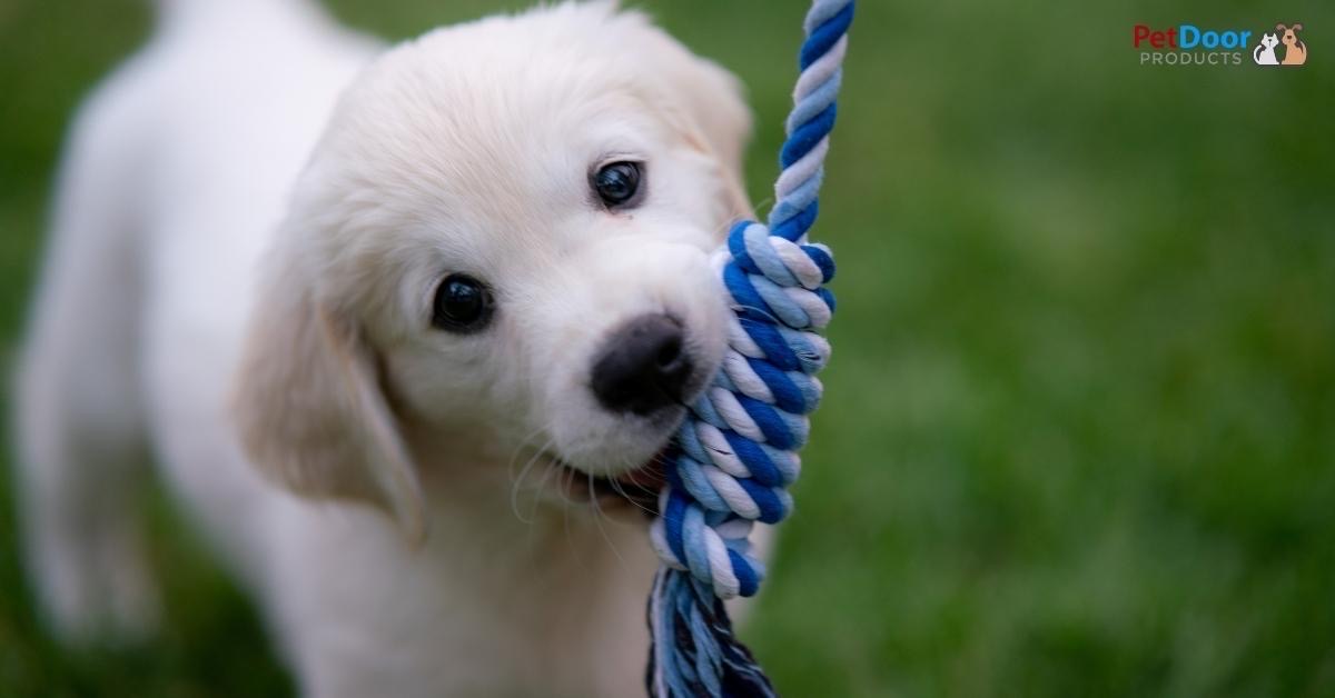 7 Puppy Products Every Dog Owner Needs