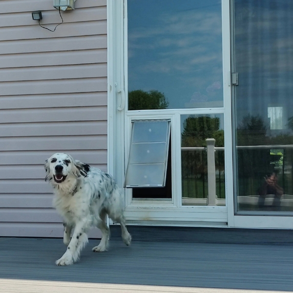 Comparison of different pet door sizes for dogs and cats