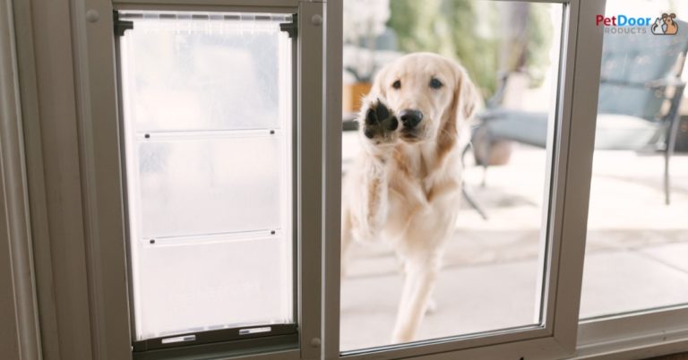 Best Pet Door for Cold Weather - Best Rain-Proof Pet Doors