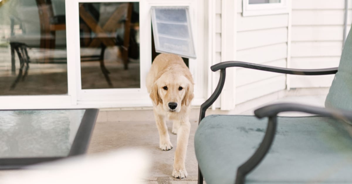 Secure sliding glass dog door with advanced security features