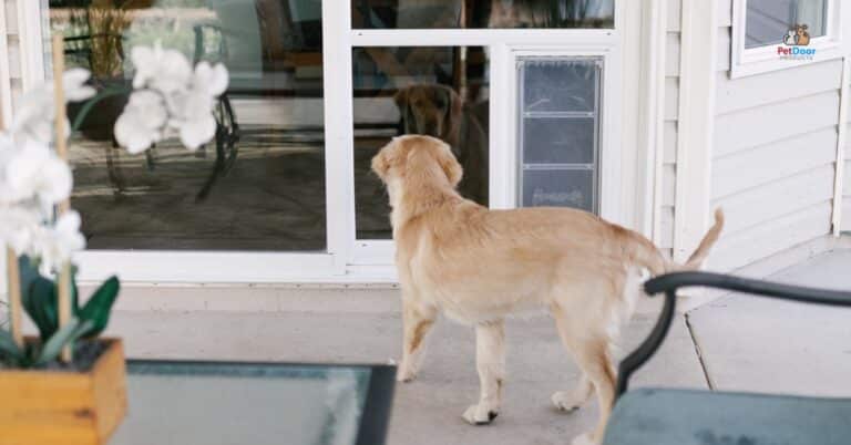 Dog sitting by an energy-efficient sliding glass door with sunlight coming through.