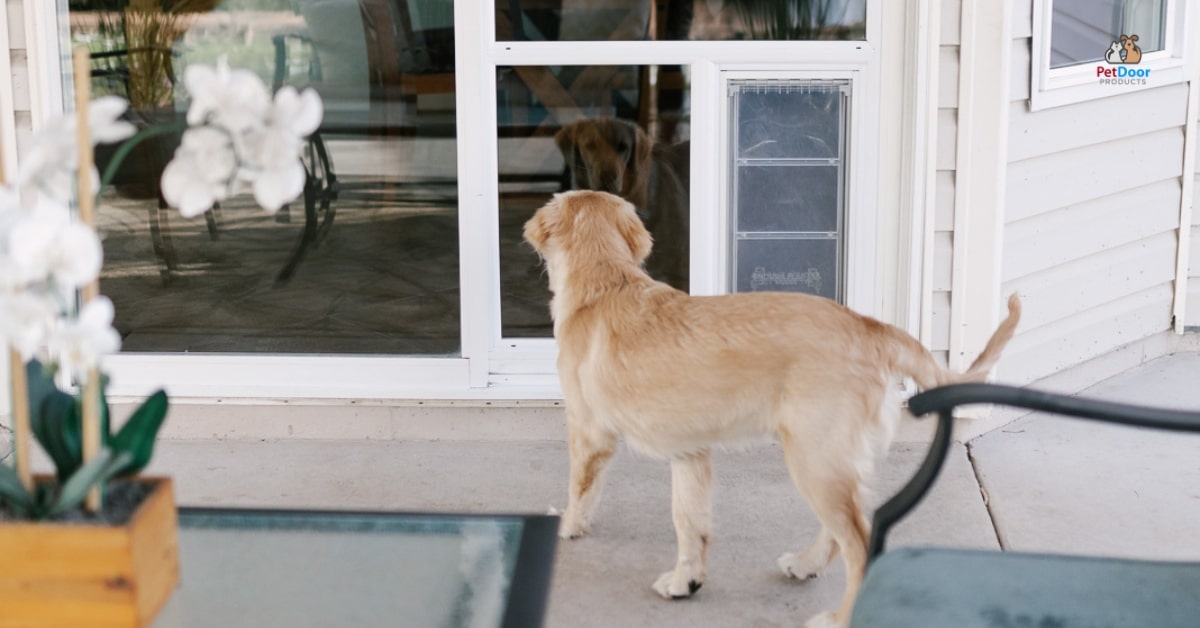 Dog sitting by an energy-efficient sliding glass door with sunlight coming through.