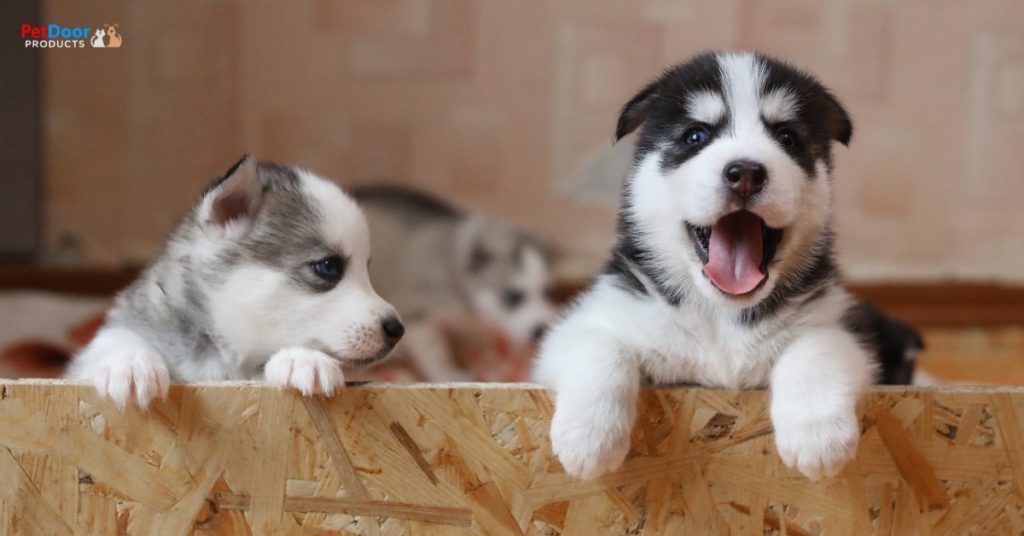 Leaving Your Dog in a Crate How Long Is Too Long?