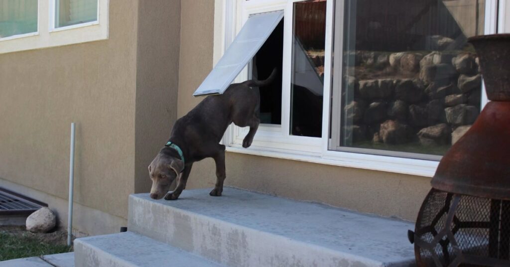 Pet door size guide for dogs and cats - find the right fit for your pet