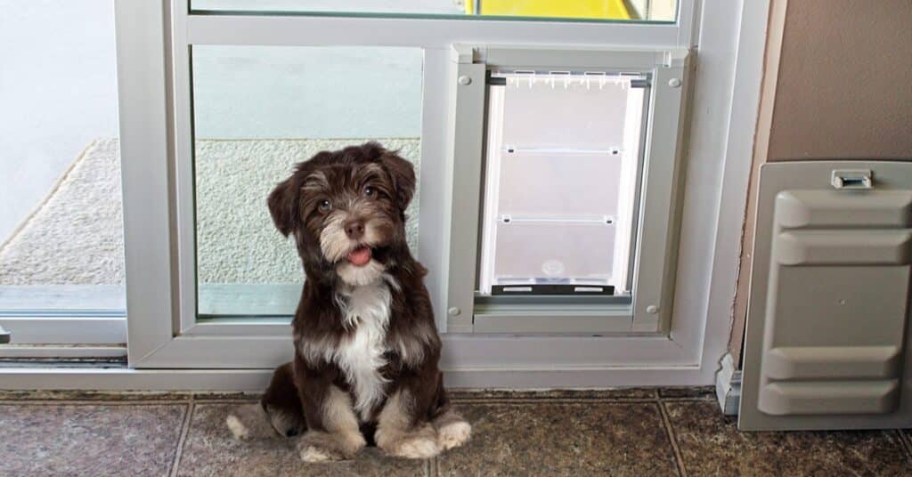 Dog using the premium dog door in Utah