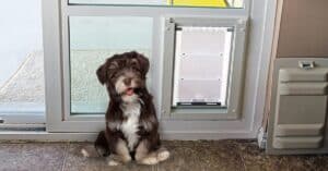 Premium Dog Doors In Utah For Pet Owners