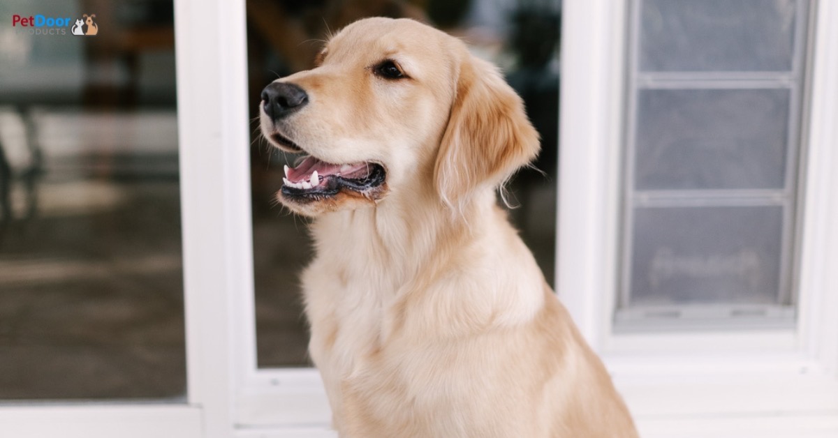 Secure and Safe How Our Doggy Door for Sliding Glass Doors Provides Peace