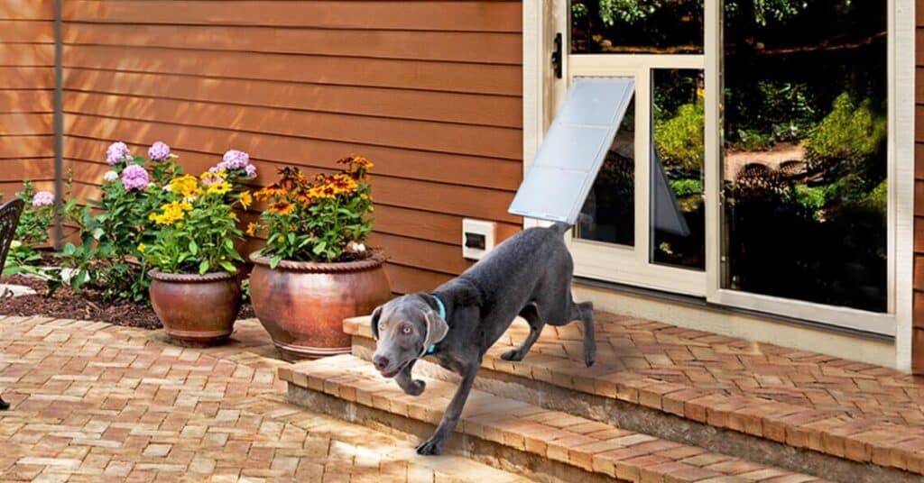 dog using built-in sliding glass pet door in modern home