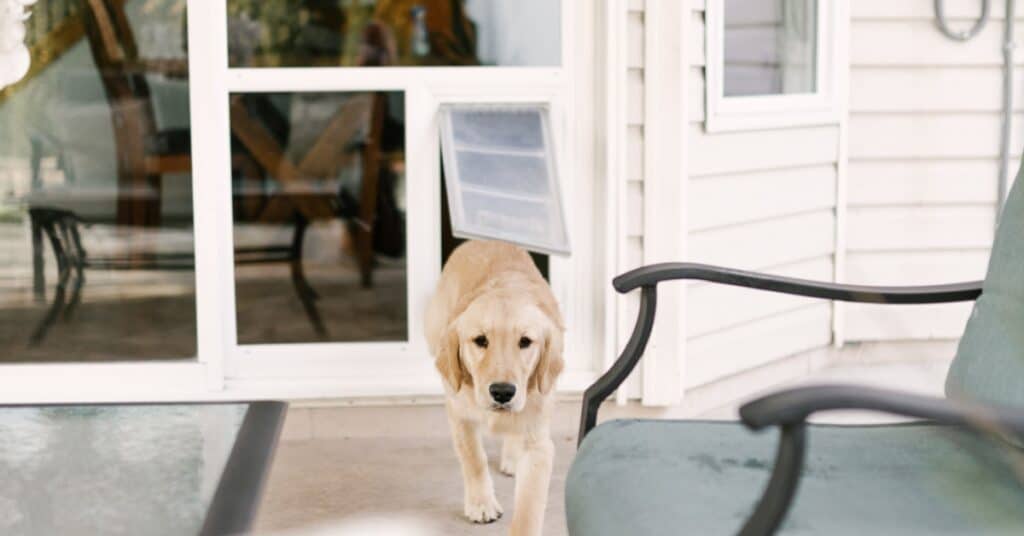 Large dog using built-in pet door in a sliding glass door