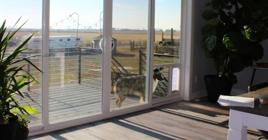 Pet using one of Utah's leading pet door solutions